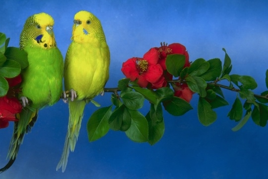 parakeets.JPG